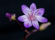 Lewisia leana 3249